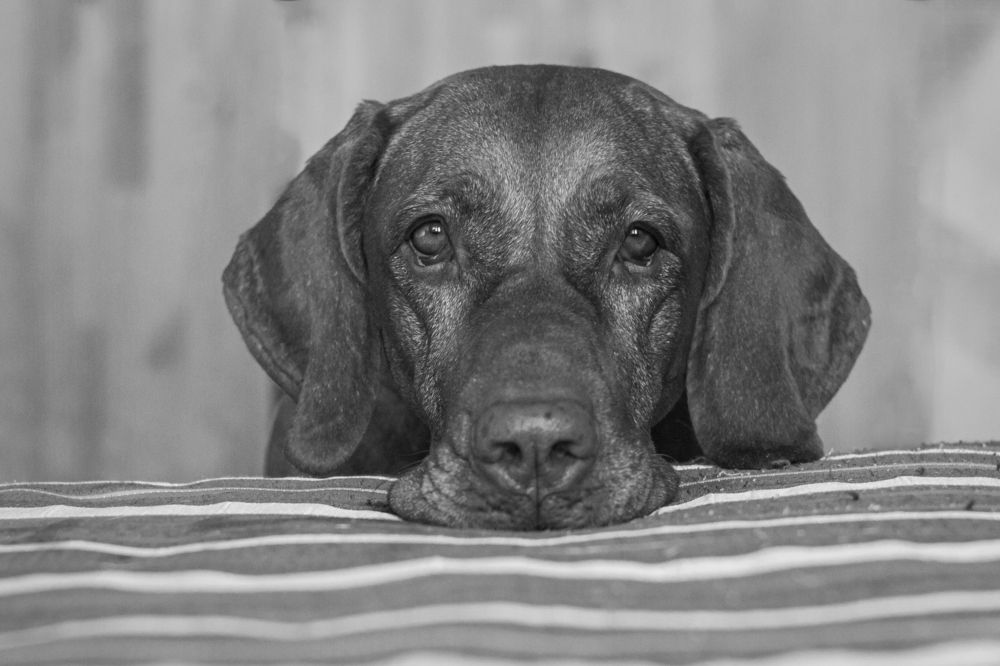 Photograph by Эльнара Васифовна