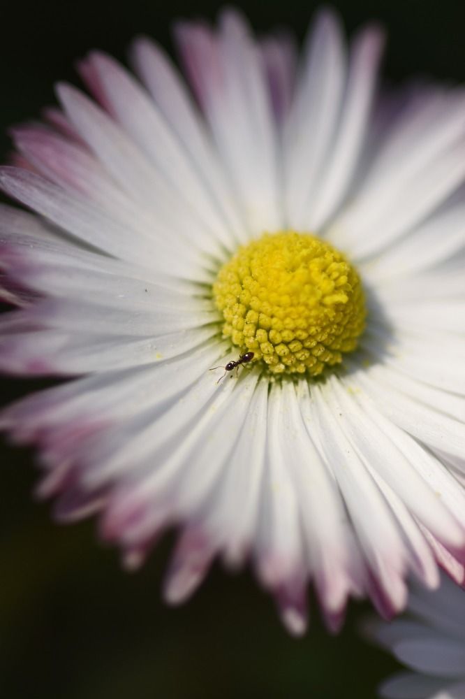 Photograph by Надежда Мерзликина