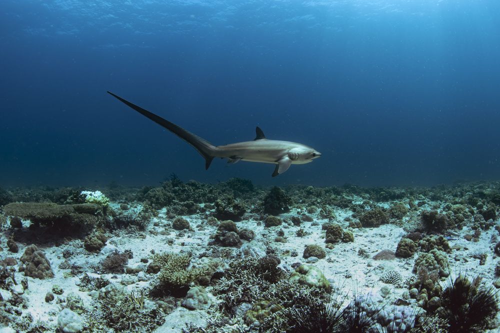 Photograph by HITOMI TSUCHIYA