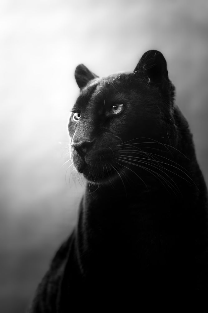 Black Beauty