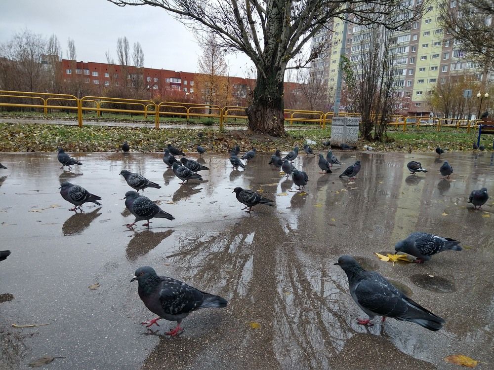 День мокрый...