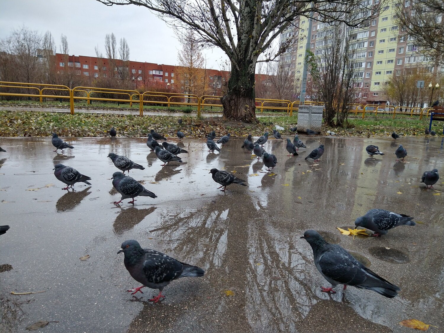 День мокрый...