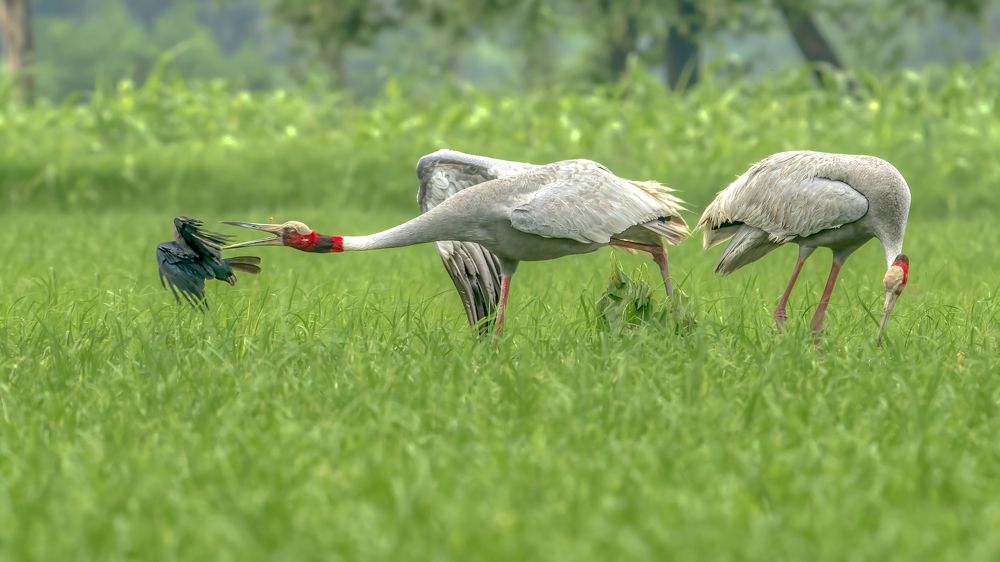 The spy who got caught