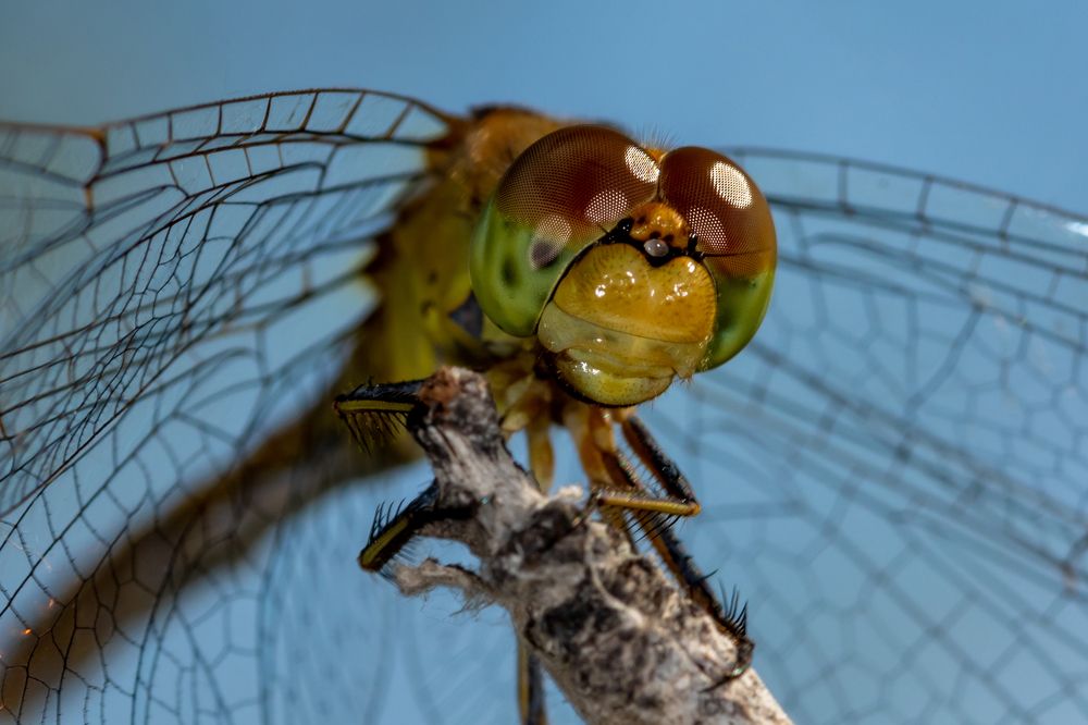 Photograph by Светлана Тараканова