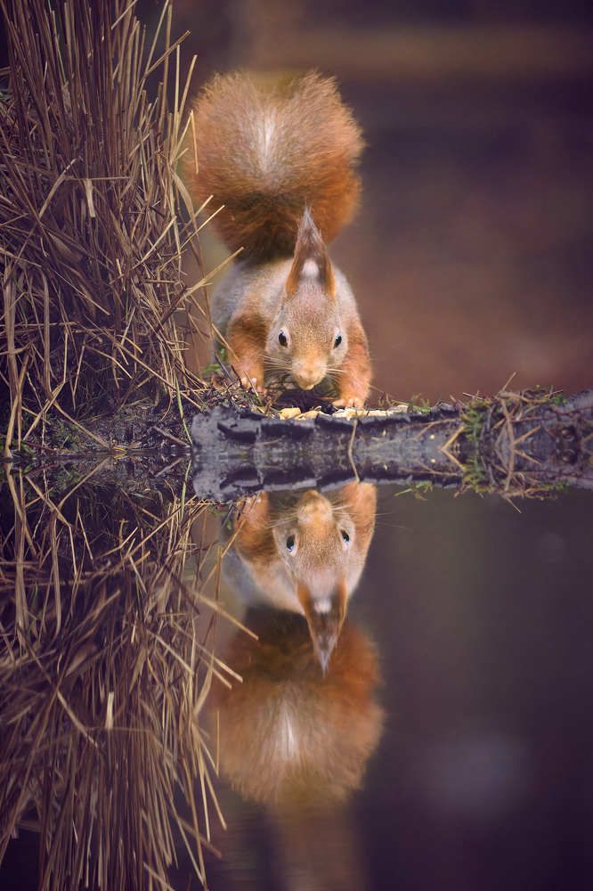 Photograph by Gert Ooms