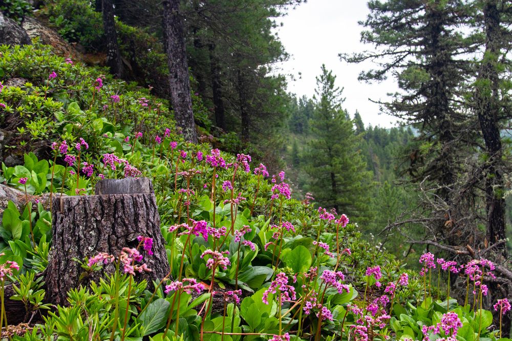 Фотография автора Наталья Фаттахова