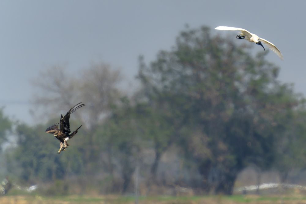 From beak to talon: Journey of a fish