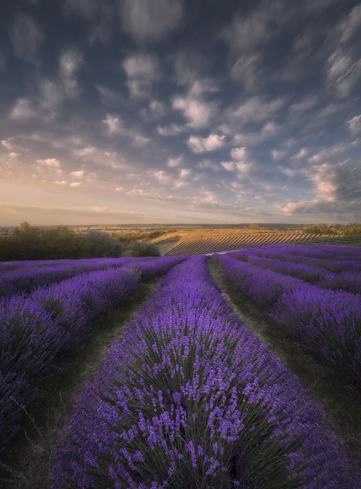 Hungarian Lavender field