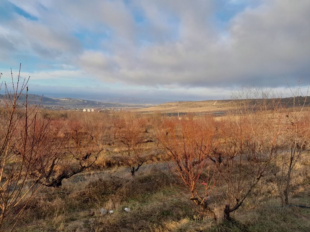 Скоро зацветет.