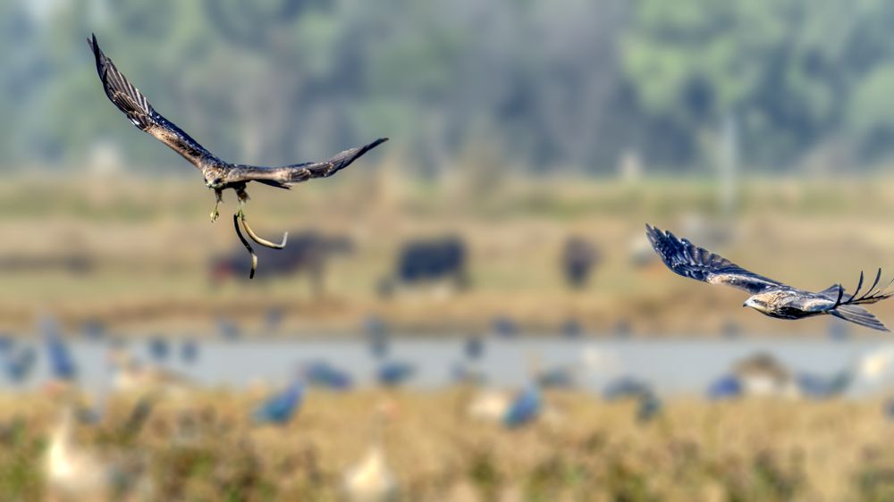 A High-Stakes Pursuit Unfolds in the Wetland Sky