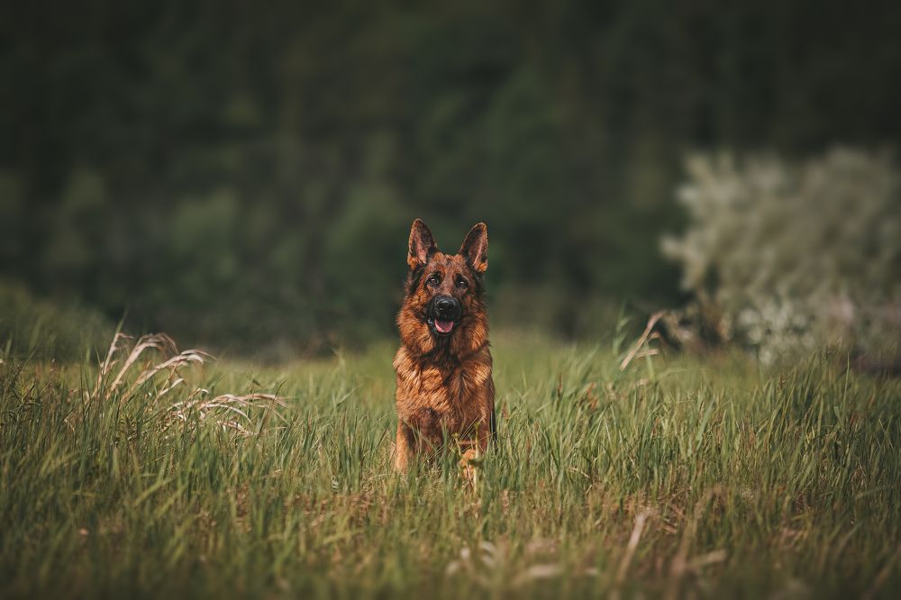 Photograph by София Зайцева