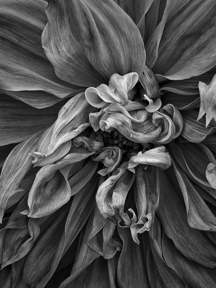 Photograph by SRIMANTA RAY