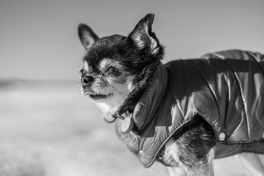 Фотография автора Алина Павлова