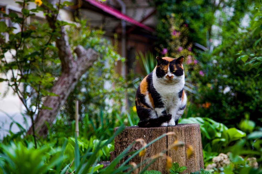 Королева Брунгильда на троне / Queen Brunhilda on Her Throne
