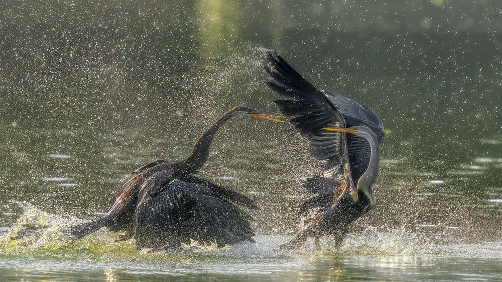 A Dance of Defiance: Witnessing the Territorial Clash of Darters