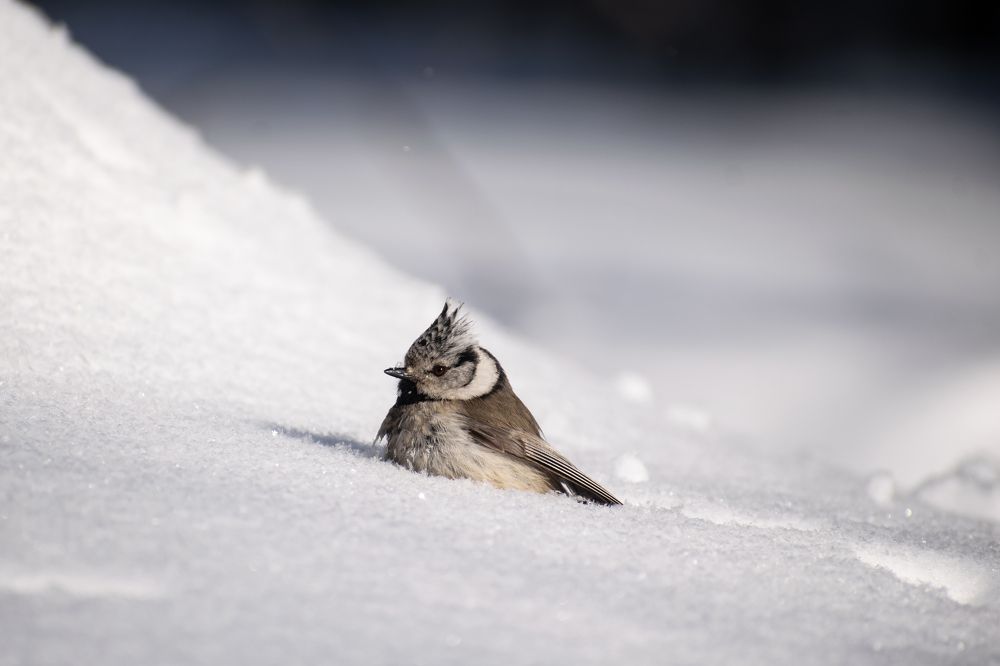 Фотография автора Алексей Савельев