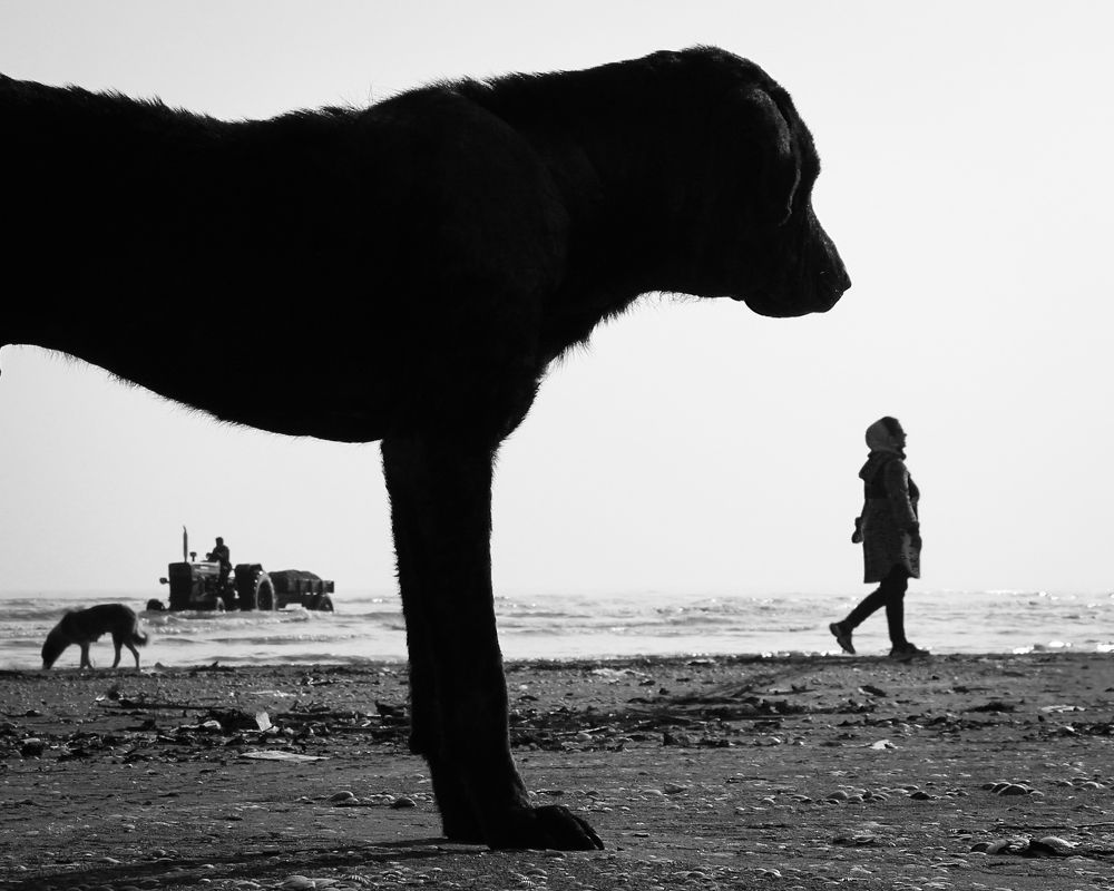 Photograph by Saeed Rezazadeh