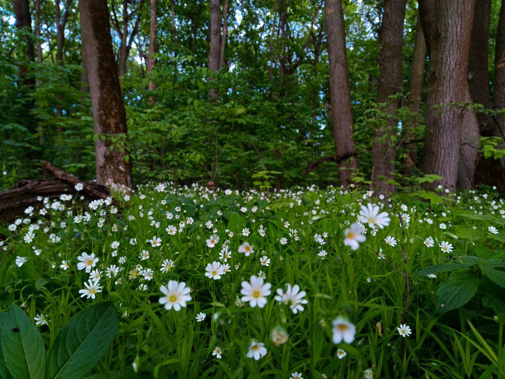 Photograph by Светлана Кондрашова