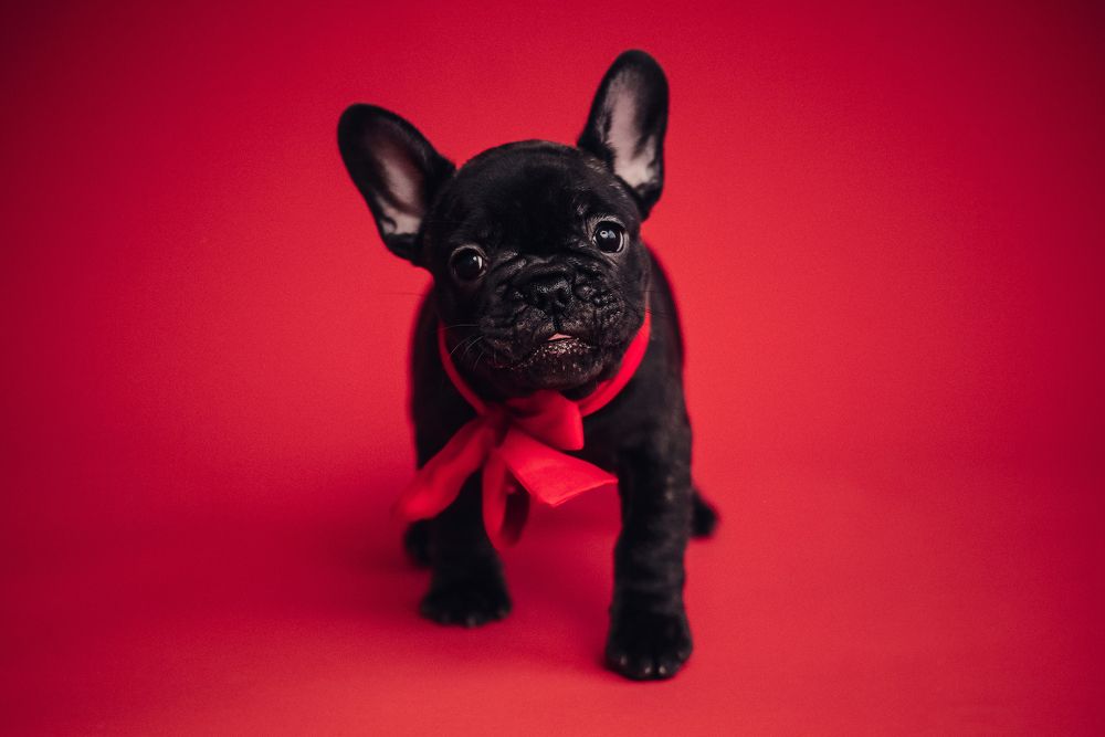 Фотография автора Anastasia Struna