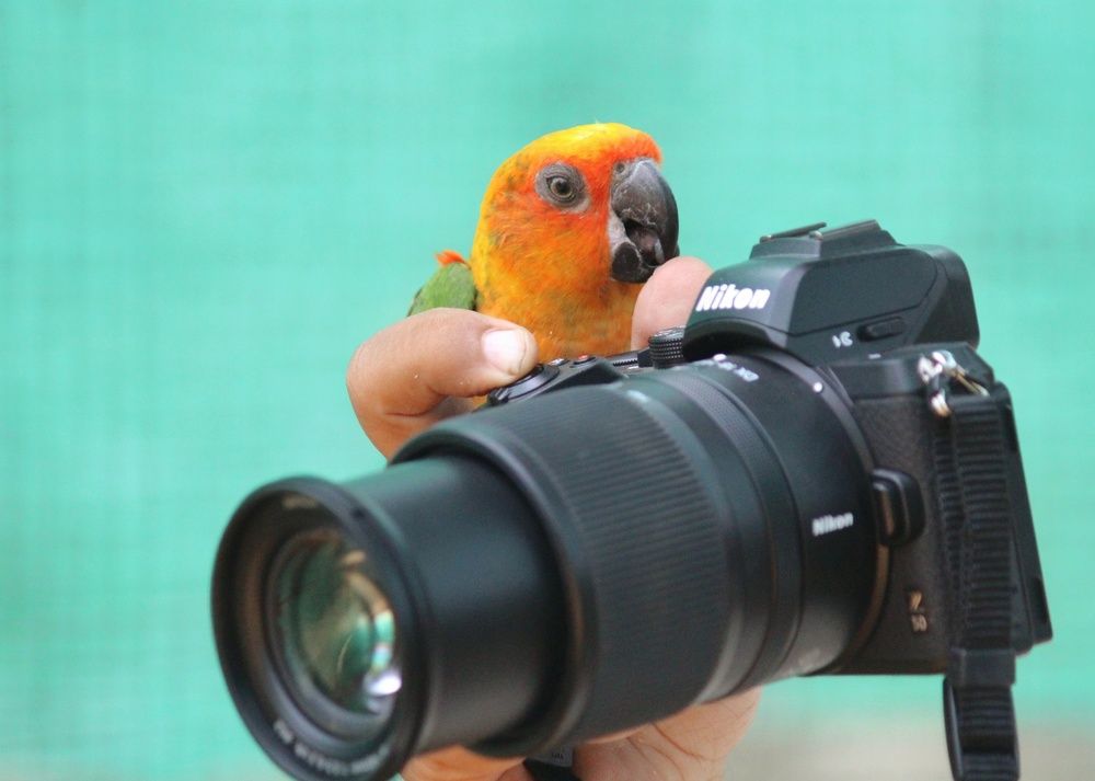 Photograph by Gopinath JM