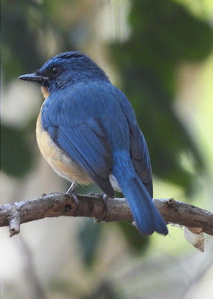 Photograph by SUDARSHANA KRISHNA N.S.