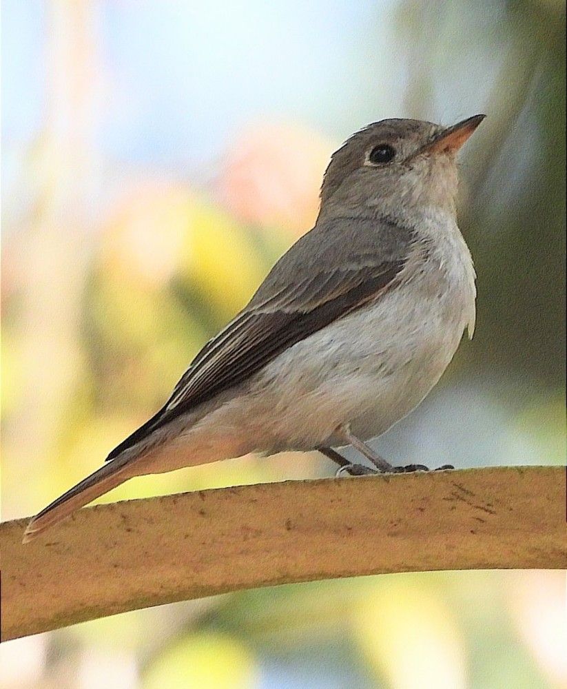 Asian brown fly catcher