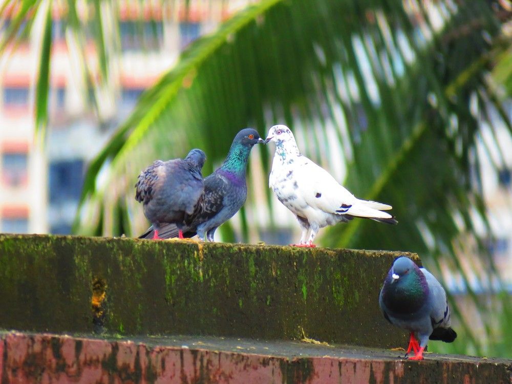 Pigeons playing about