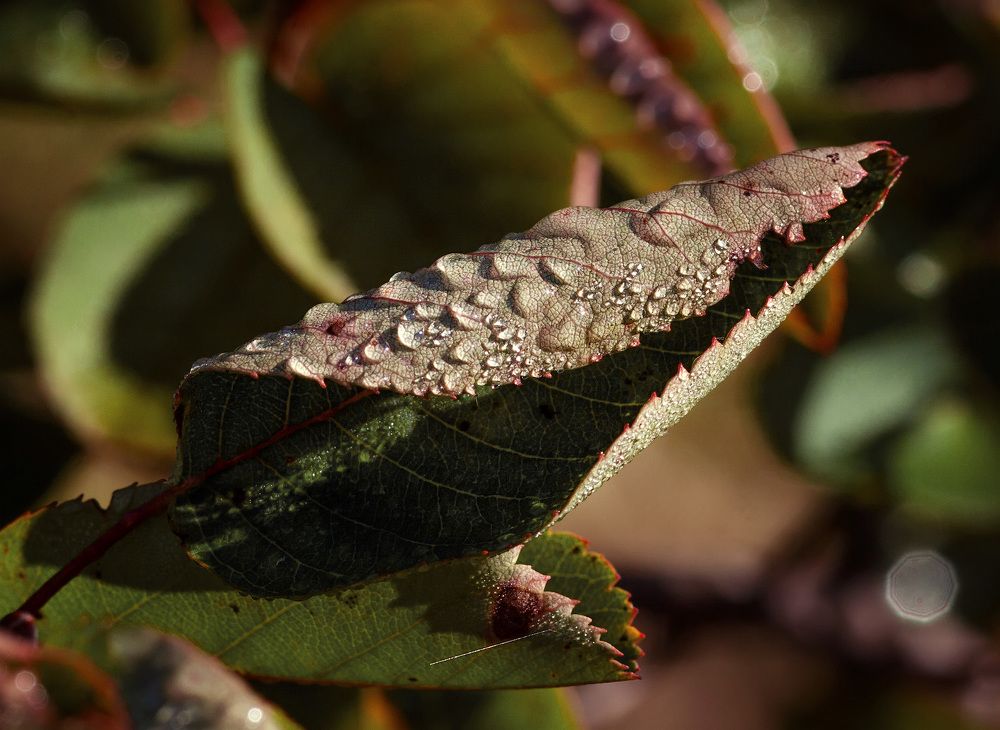 Photograph by Владимир Архипов