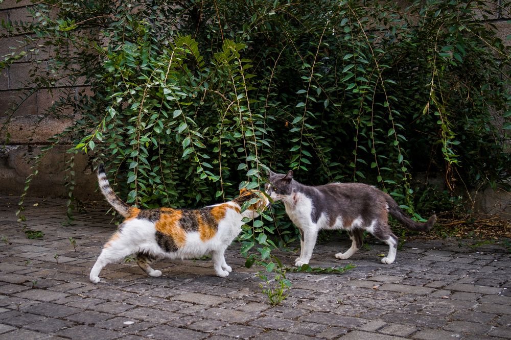 Поцелуй украдкой / Sneaky Kiss