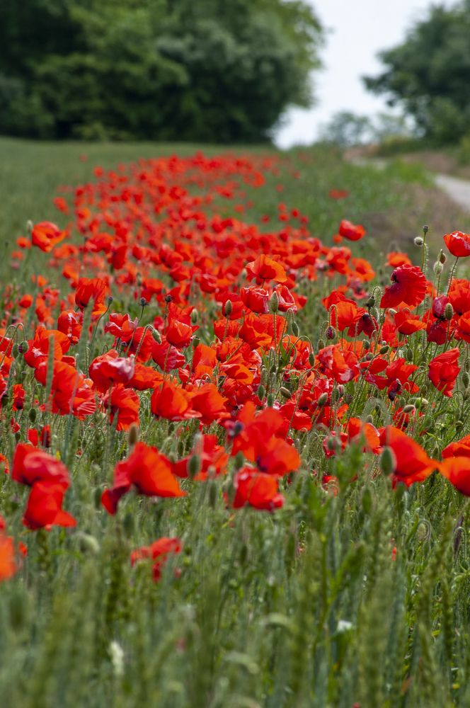 Photograph by Дерезюк Юрий Александрович