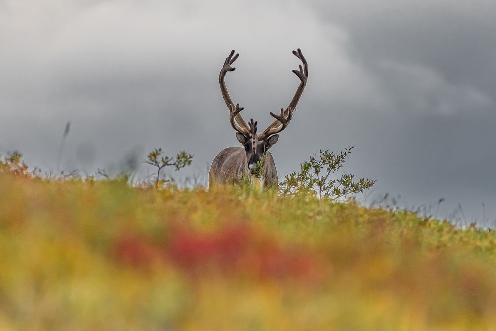Фотография автора Paolo Barbarini
