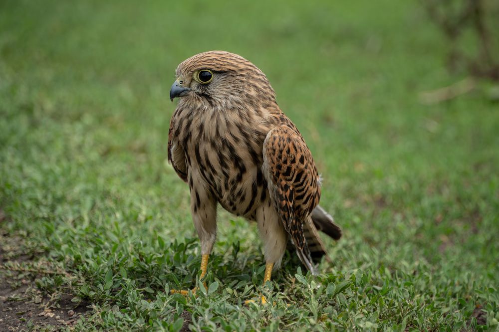 Photograph by Высотских Владимир