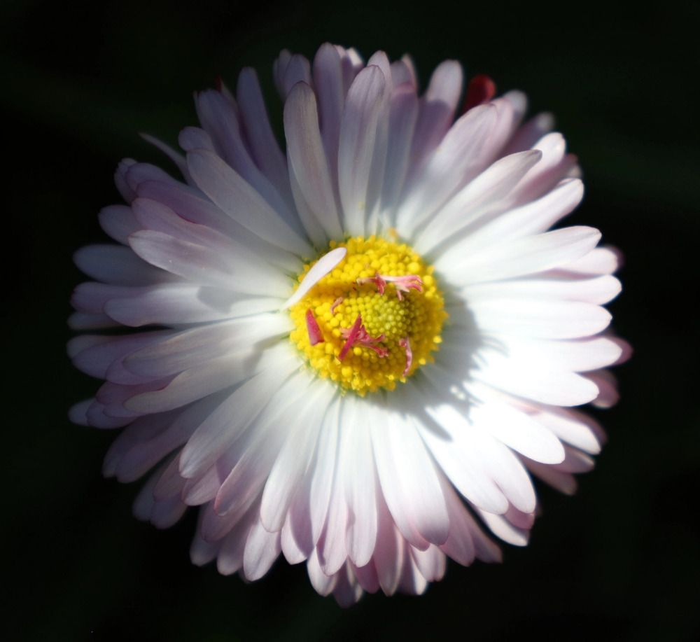 Фотография автора Надежда Аверьянова