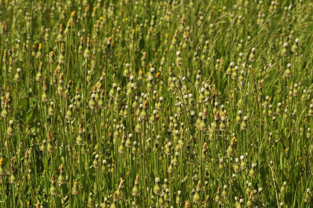 Цветочный рай