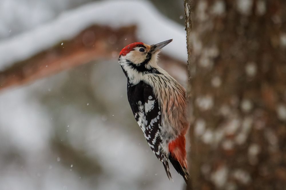 Photograph by Вячеслав Орос