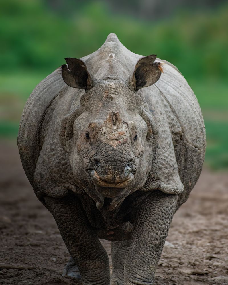 Indian Rhinoceros
