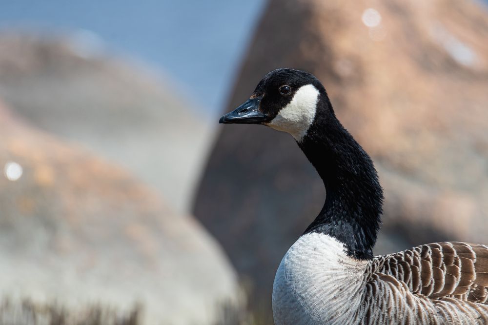 Канадская казарка на привале.