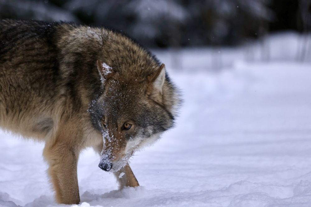 Photograph by Ольга Одаренко