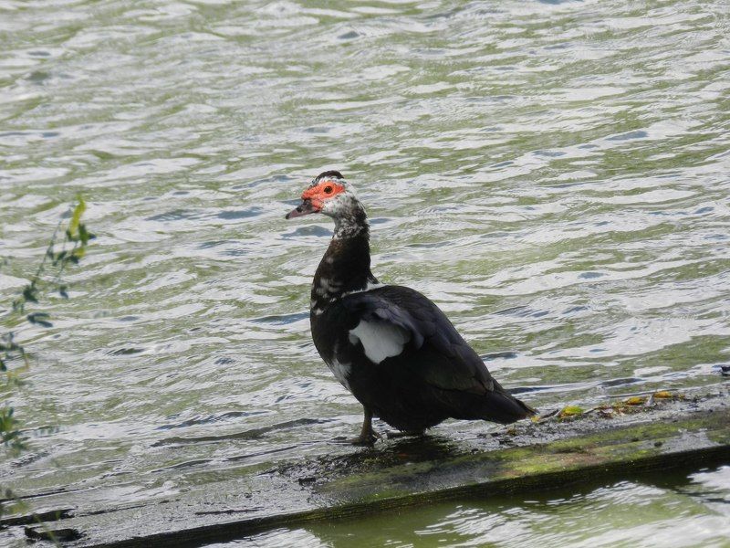 Екатерина, Russia