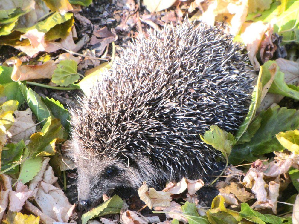 Ежик