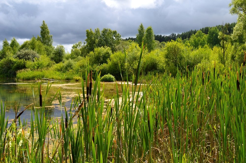 Лесная тишина.