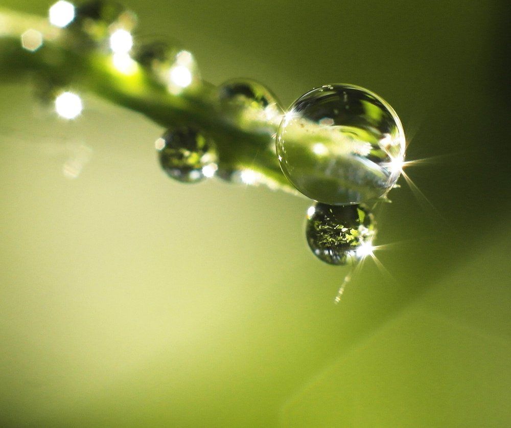 ранкове гроно