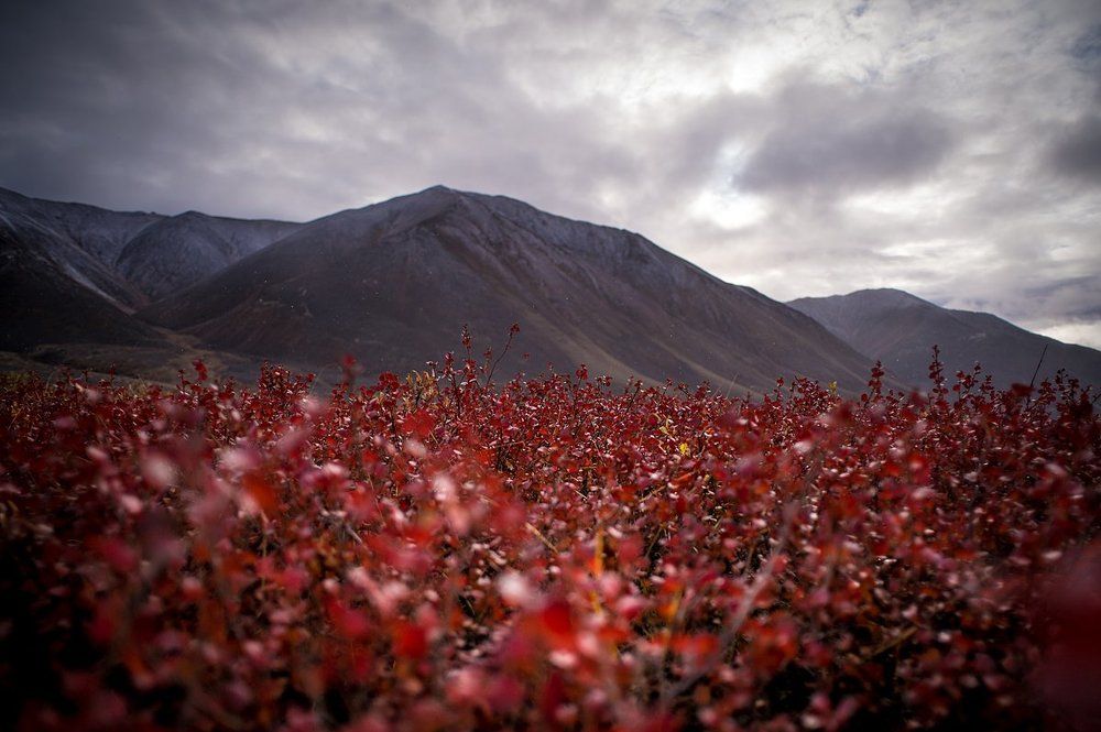 Красная осень