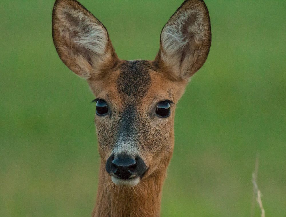 Дикая красотка