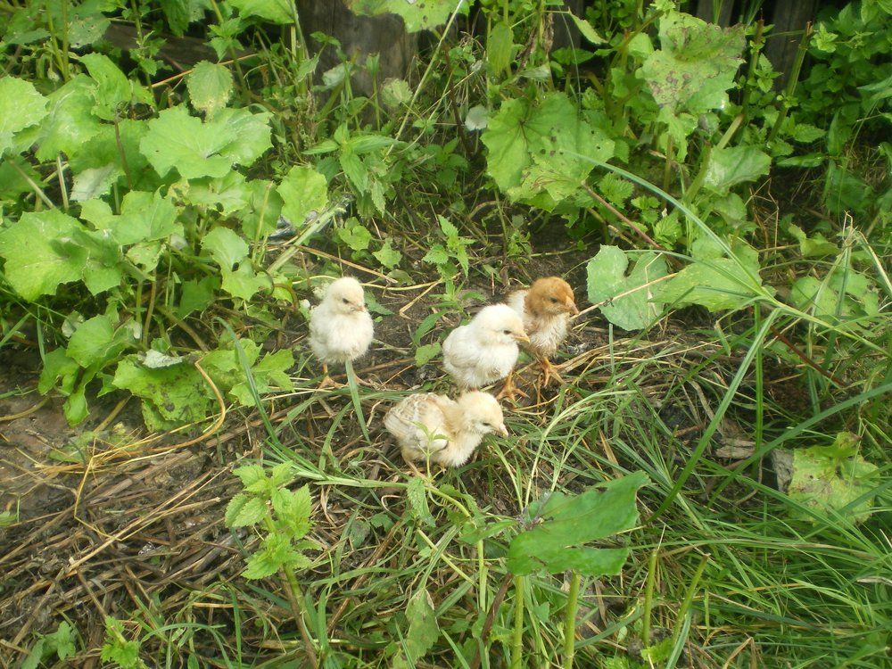 "Пушистые комочки-мои будущие квочки".