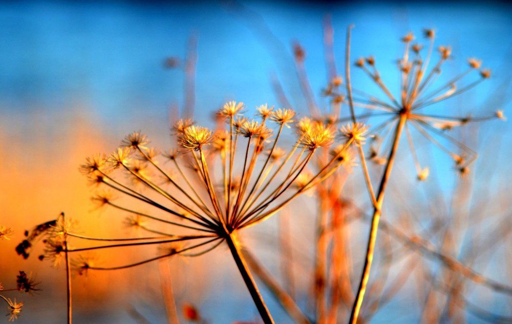 Цвет осени.