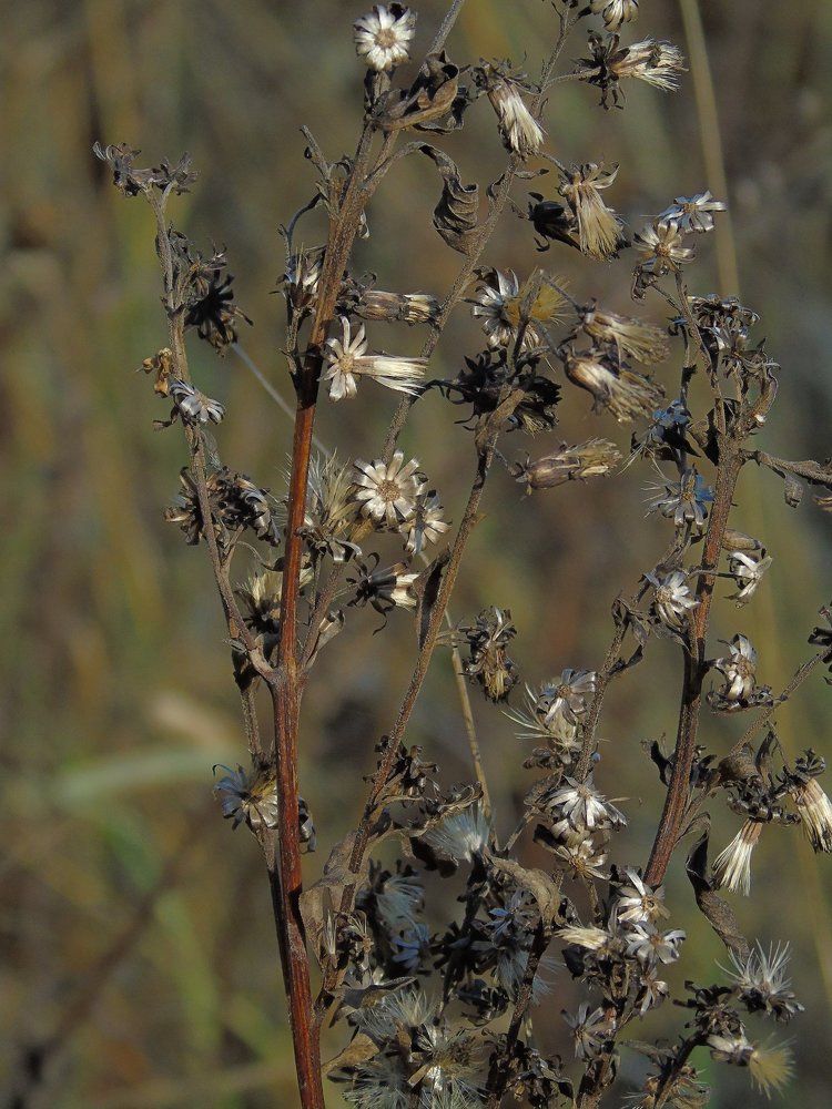 Осенний натюрморт