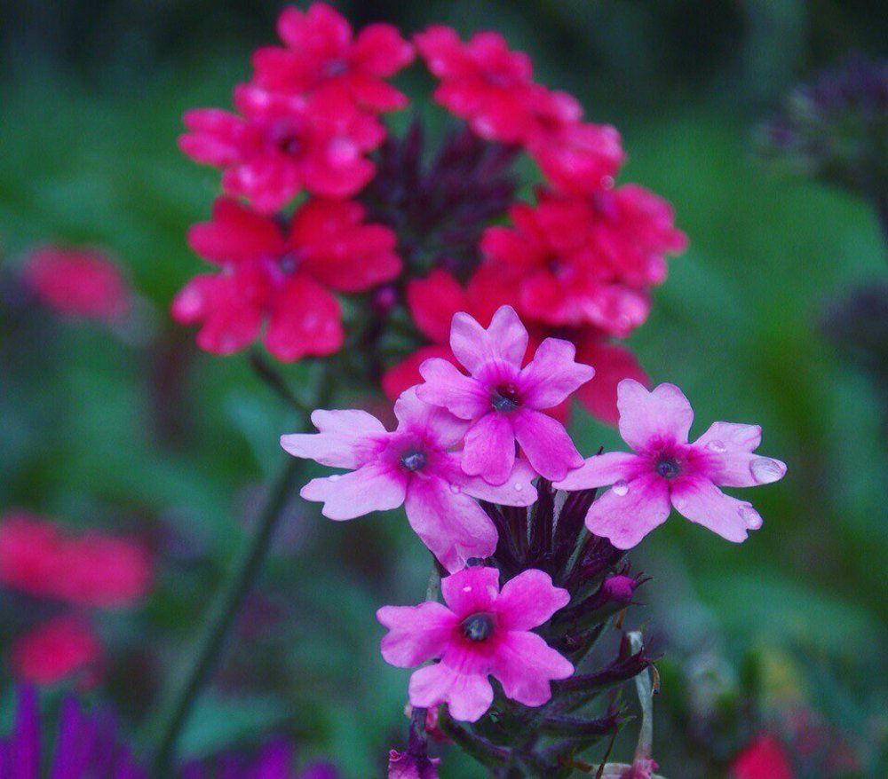 Photograph by Карина