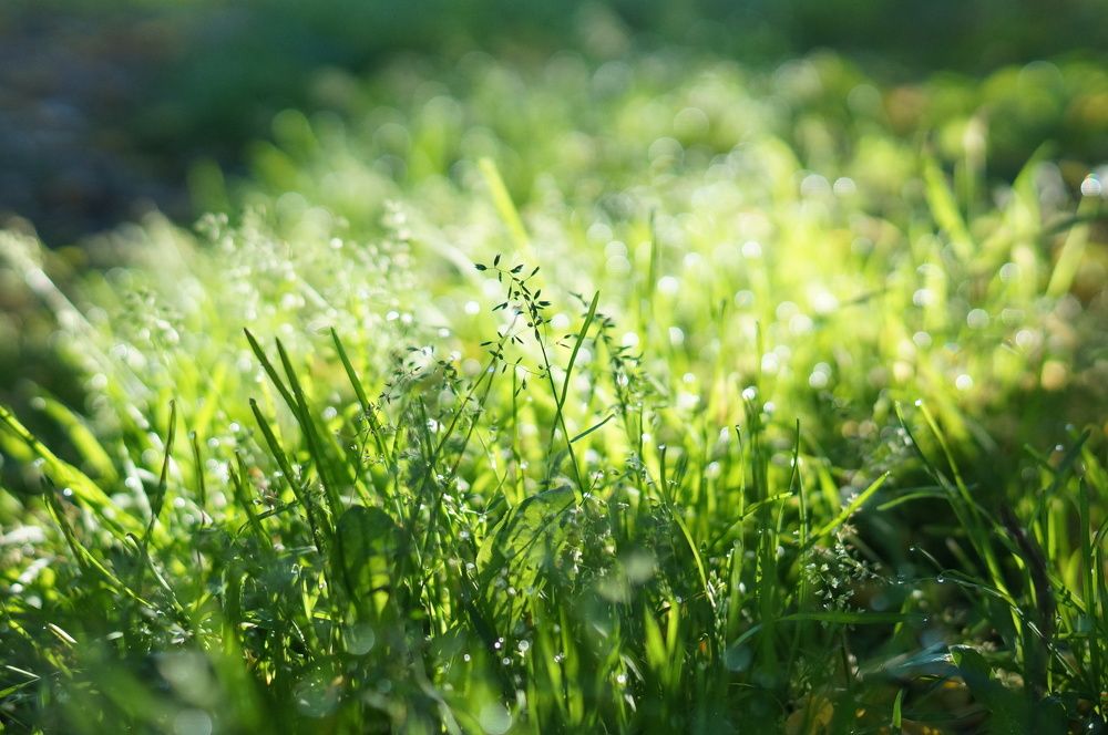 Роса на рассвете.