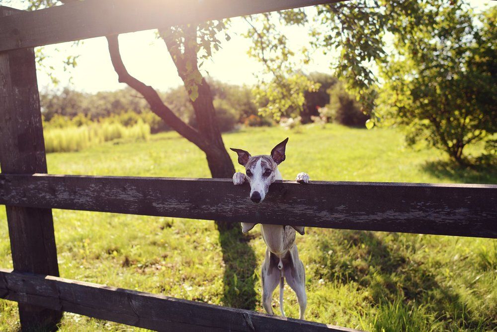 Раннее утро в деревне